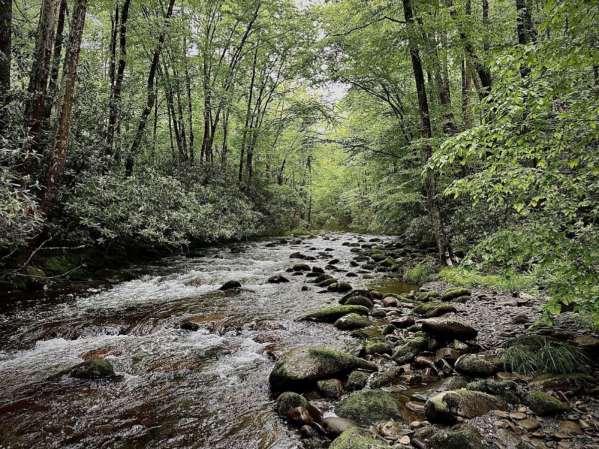 Cover image for Bradley Fork Trail Trailhead