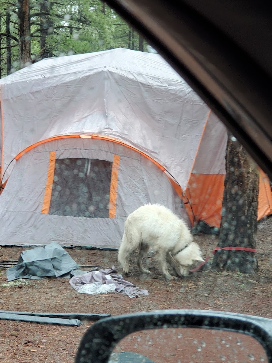 Cover image for Benny Creek Campground