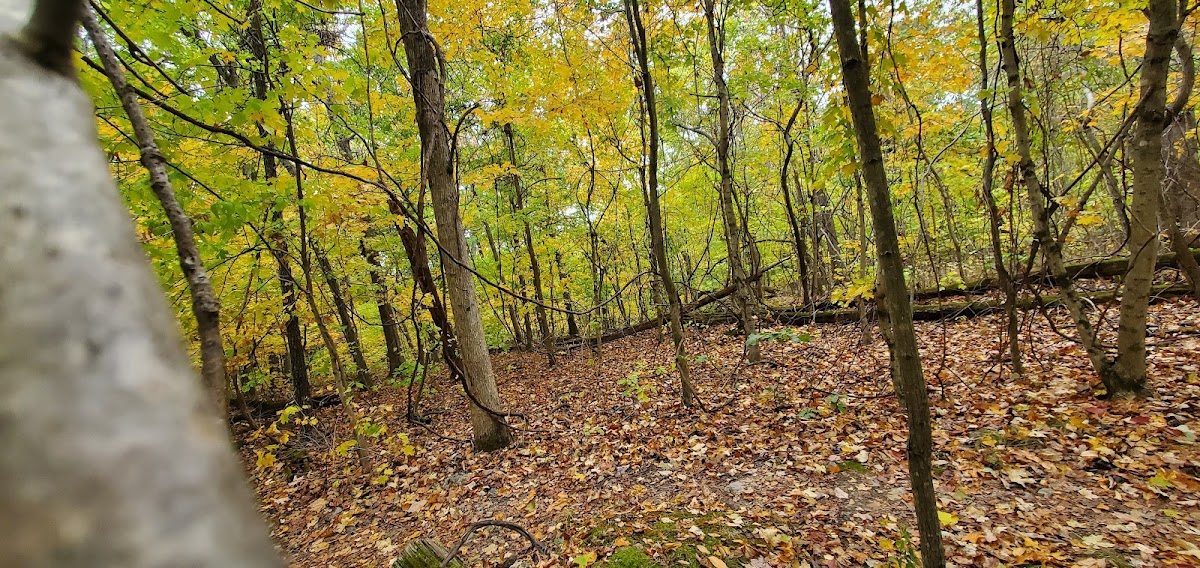 Cover image for Opossum Track Trail