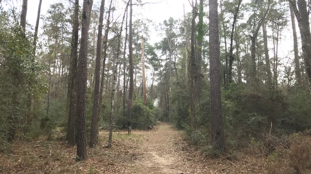Cover image for Unnamed Campsite