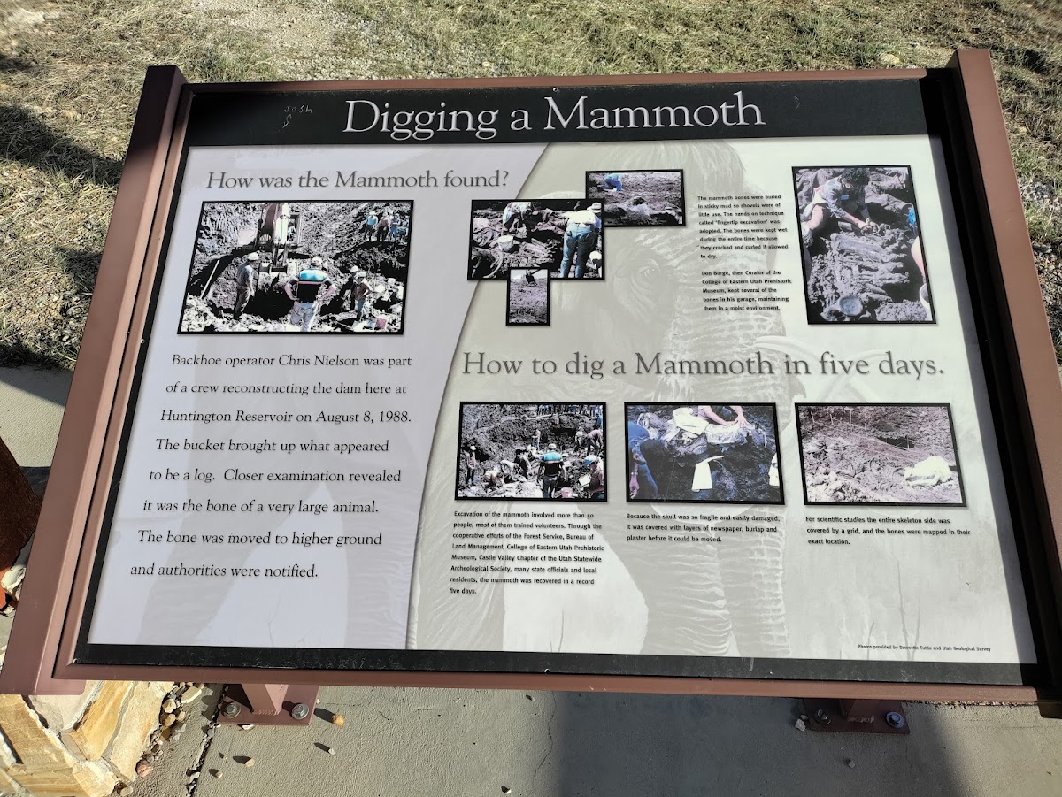 Cover image for Site 31