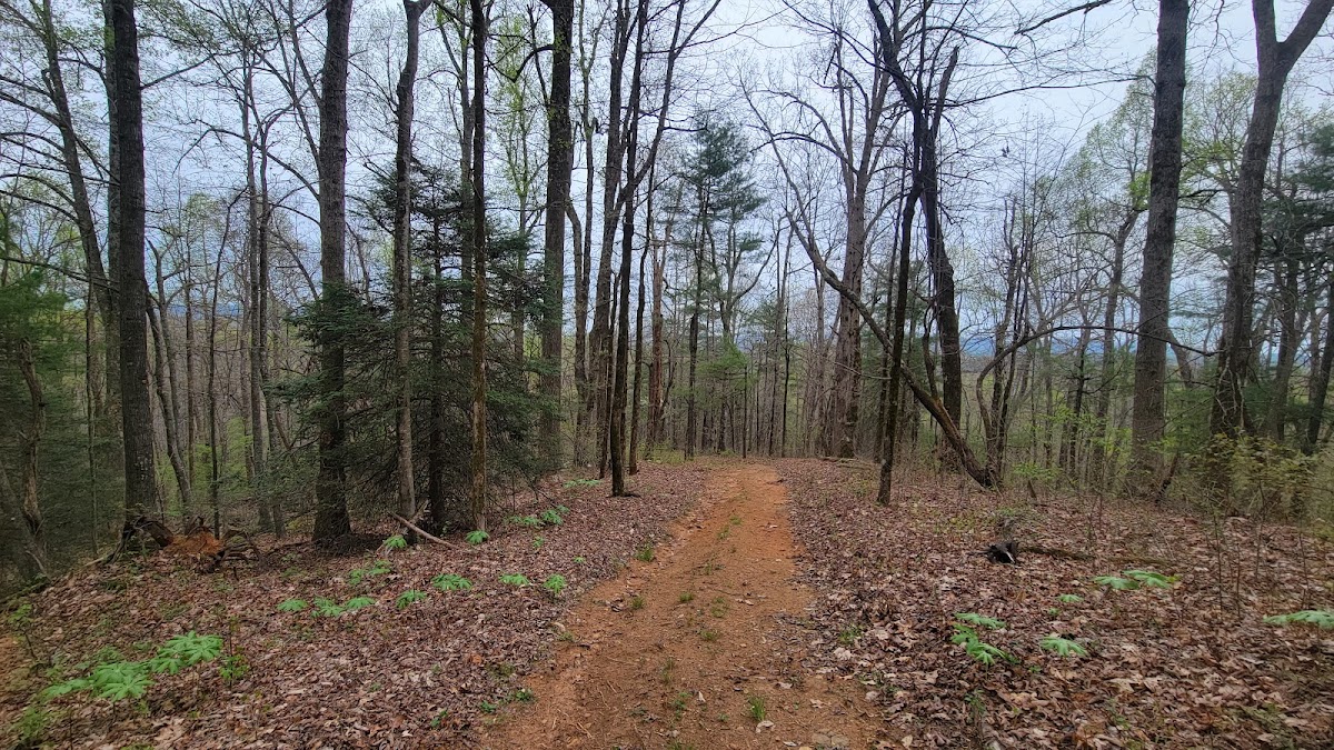 Cover image for Bishop Branch Trailhead